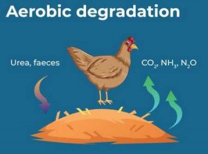 Litière et production NH3
