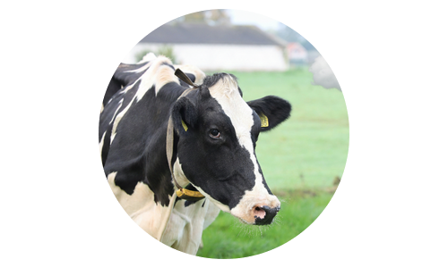 Méthane : c’est pas que la faute des vaches !